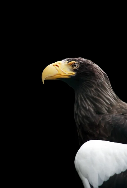 Eagle portresi — Stok fotoğraf