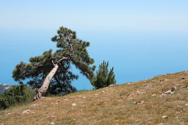 Pine On Mountain — Stock Photo, Image
