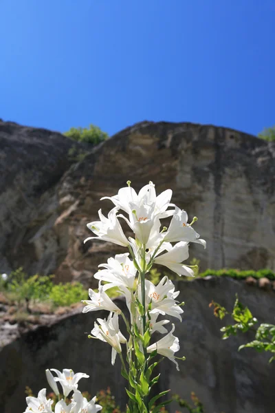 White Lilies — Stock Photo, Image
