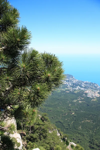 Pine On The Rock — Stock Photo, Image