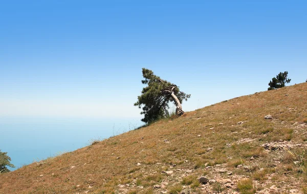 Pine op berghelling — Stockfoto