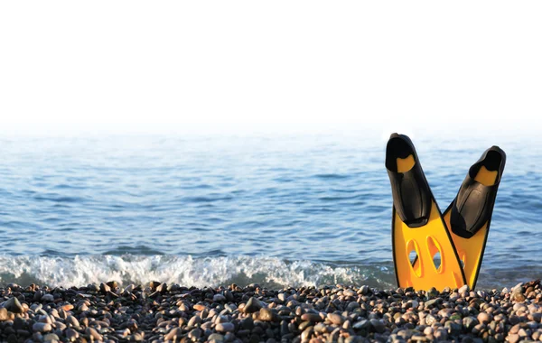 Flippers aan de kust — Stockfoto