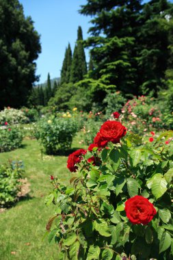 park içinde gül