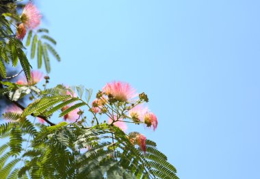 Pink Silk Tree clipart