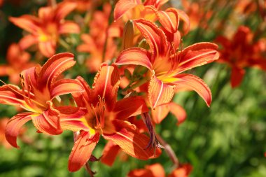 Orange Lilies clipart