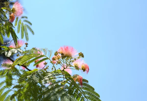 Stock image Pink Silk Tree