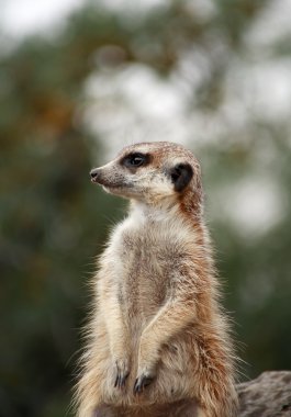 Uyarı meerkat