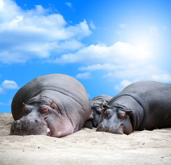 Hipopotam rodziny siesta — Zdjęcie stockowe