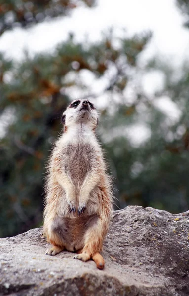 Uyarı meerkat — Stok fotoğraf