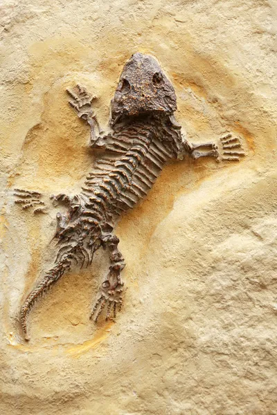 Antiguo lagarto fósil — Foto de Stock