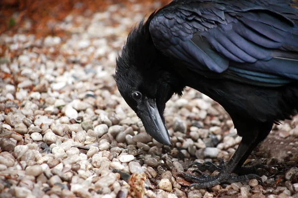 Primo piano corvo — Foto Stock