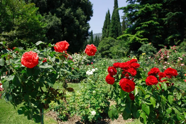 Розы в парке — стоковое фото