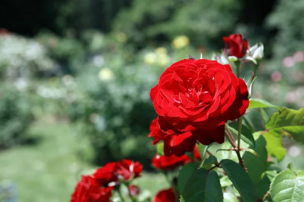 Roses In Park — Stock Photo, Image