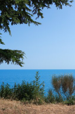Pine Near Sea