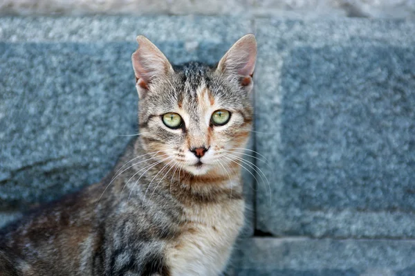 stock image Cat Portrait