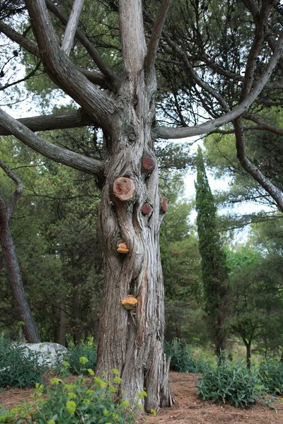 Old Tree — Stock Photo, Image