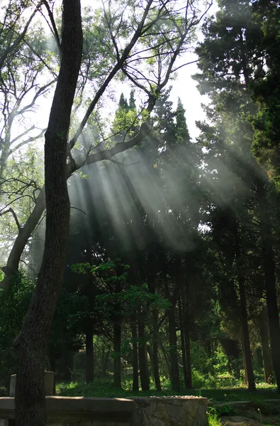 Raggi di sole nella foresta — Foto Stock