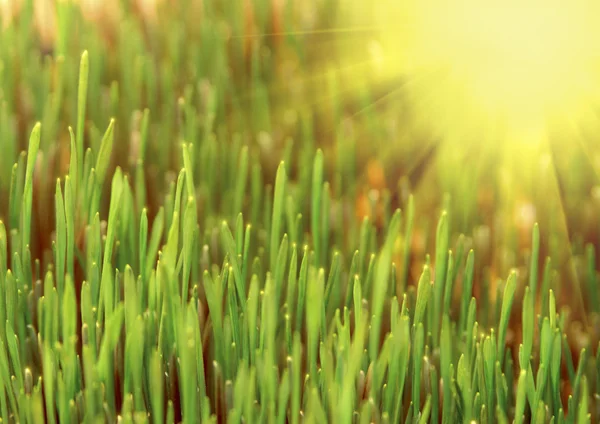 Zielona trawa i słońce — Zdjęcie stockowe