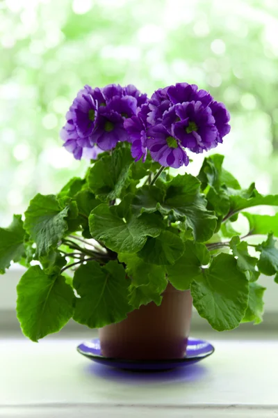 Violet in brown pot — Stock Photo, Image