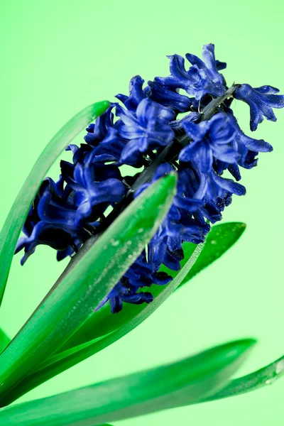 Hiacynt niebieski — Zdjęcie stockowe