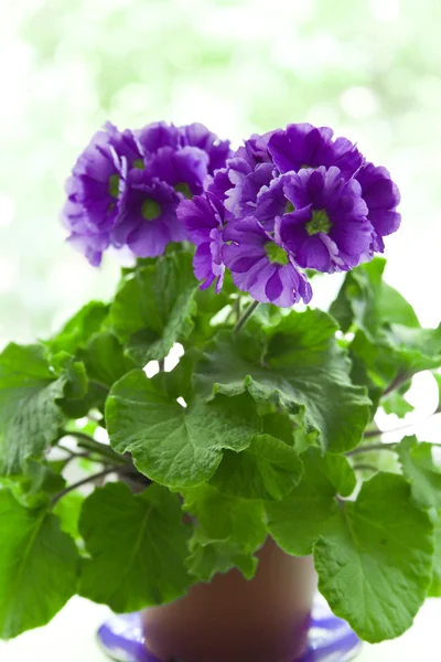 Violet in brown pot — Stock Photo, Image