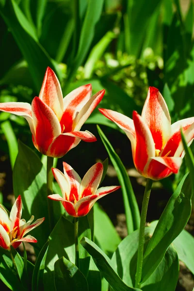 Stock image Tulips in the garden