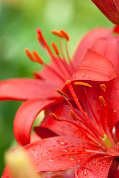 赤いリリー花 — ストック写真