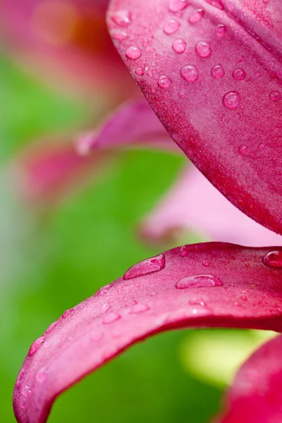 Pink lilly flower with water drops — Stock Photo, Image