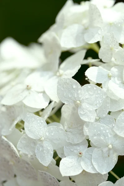 Witte hortensia — Stockfoto