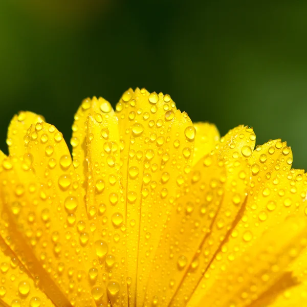 Yellow gerber petals — Stock Photo, Image