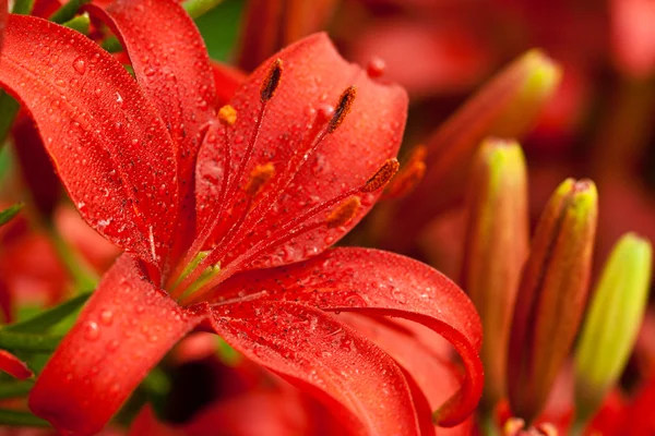 Red lilly flowers — Stock Photo, Image