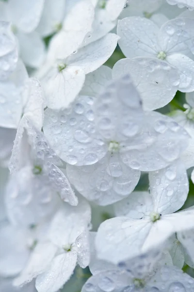 Hydrangée blanche — Photo