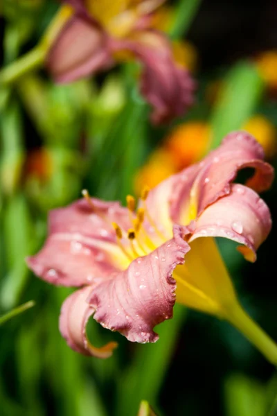 Fresh lily flower — Stock Photo, Image