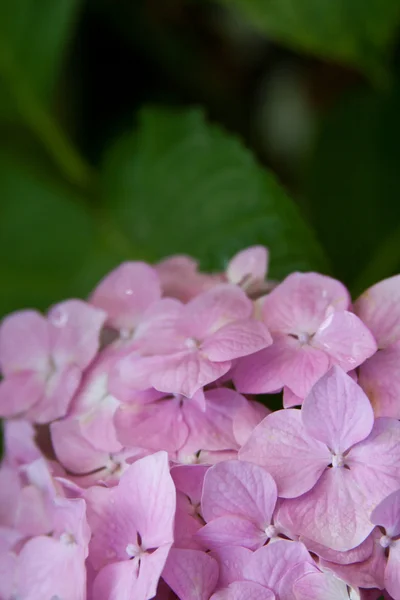 Fiore di ortensia — Foto Stock
