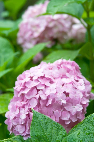 Růžový hortensia — Stock fotografie