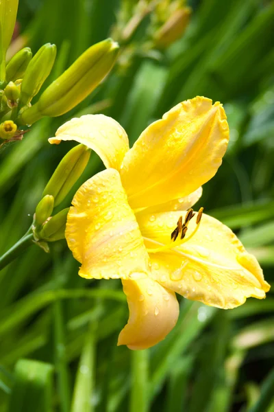 黄色いユリの花 — ストック写真
