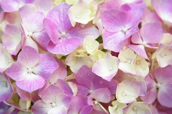 Roze hortensia — Stockfoto