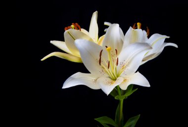 Lily flowers on a black background. clipart