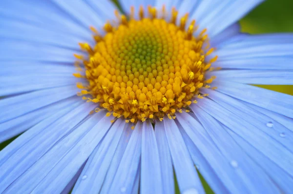 Daisy flower närbildデイジーの花のクローズ アップ. — Stockfoto