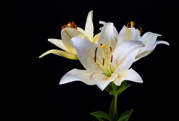 Lily flores em um fundo preto . — Fotografia de Stock