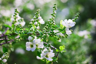 Beyaz exochorda tianshanica çiçek güzel bokeh ile demet