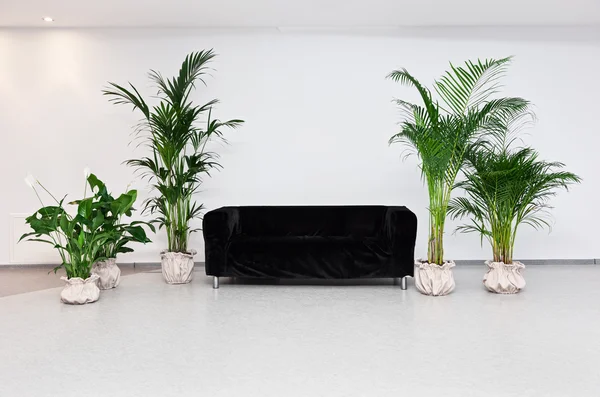 Sofá negro en el interior minimalismo moderno con plantas verdes —  Fotos de Stock