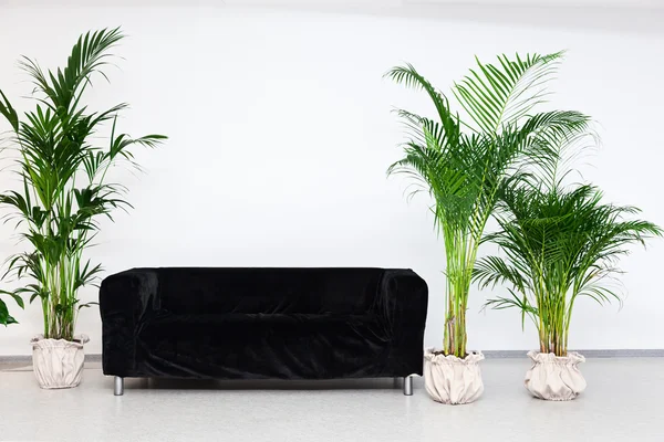 在现代极简主义的内部绿化植物与黑色沙发 — 图库照片