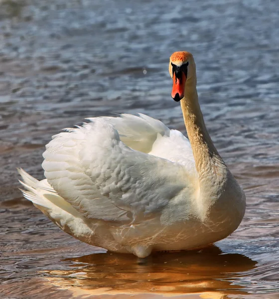 Mooie witte zwaan op het meer — Stockfoto