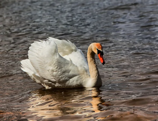 Bellissimo cigno bianco sul lago — Foto Stock