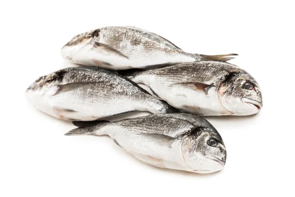 Gilthead fish food — Stock Photo, Image