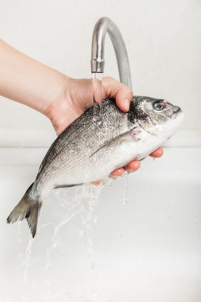 Hand holding gilthead fish food — Stock Photo, Image