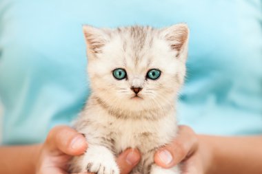 Human hands holding little cat clipart