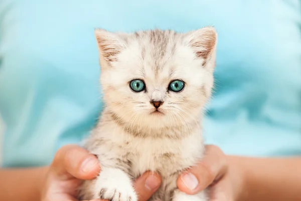 Mänskliga händer hålla lilla katt — Stockfoto