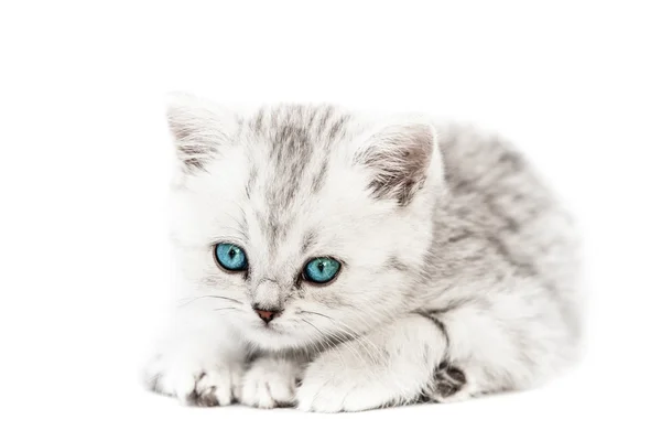 Lilla brittiska inhemska silver tabby katt — Stockfoto